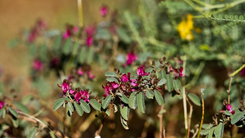 Purple wildflowers